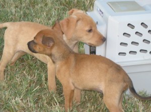 The first year with these 2 was tough. Suddenly I had 8 dogs -- one with special needs and one smarter then me.