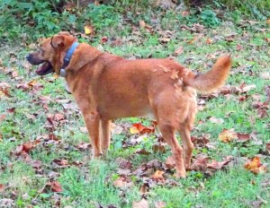 Jackson can't seem to get all his summer coat blown out!
