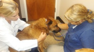 Oh Maggie,  these folks are real nice, even if they are poking and prodding.  They have TREATS!!