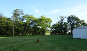 Jackson looking from treats left by passing creatures. Yuck.