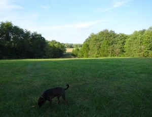 THE FIELD ... once home to 2 horses, is now doggy paradise!