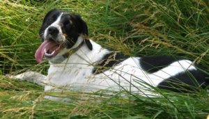 You wear your joy of living like a crown. Dorothy Parker