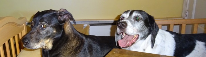 Daisy and Katie observing from the wings.