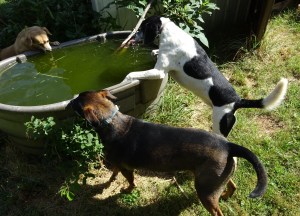 Me, Katie and Yippe. What is it about green water in a tank in the baking sun that tastes sooo good?