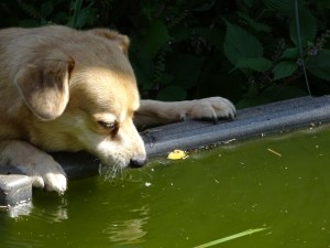 Yippee has a platform to stand on so he can reach the water.