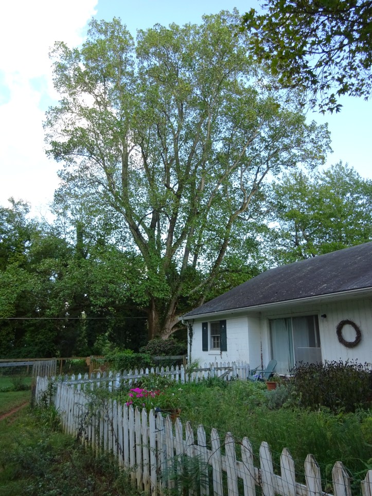 and my house! Yipes! I guess time will tell what happens, but in the long run, I think it pays to listen to your dogs!