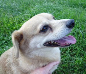 Yippee is playing an undecided voter.