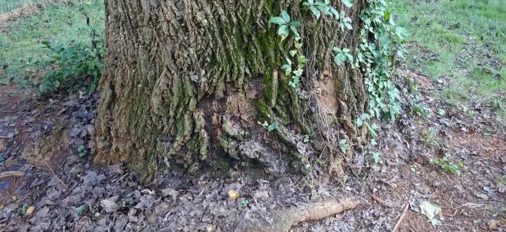 A few weeks ago, Emma Louise started picking on the base of this tree. She would stand and listen, then start digging at the bark. That seemed sort of odd to me ... so I took a closer look ...