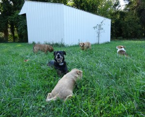 The Gang settled down pretty quickly to join me ... at least those not surveying for deer poop.