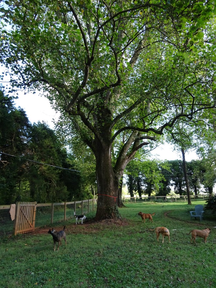 So thanks to Emm, I have talked to the power company and we are all scratching our heads. This very big, very heavy tree is between a rock and a hard place ... or more specifically, a power line ...