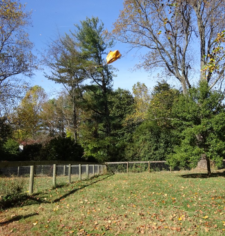 This leaf choose just the right time to fall ...