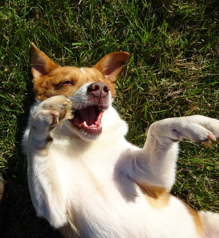 Snickers reminded me that dogs rule!