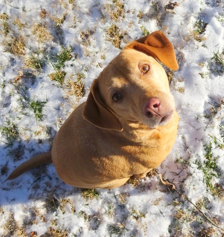 Emma wants to find the answers ... and if ever a dog could ... she could.
