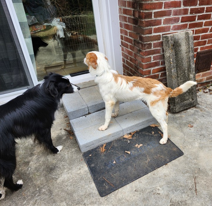 Adam and Harley at the back door.  Can you see Harley's side eye?
